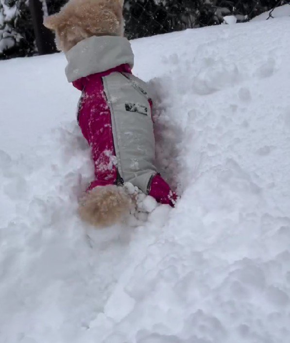 雪で遊んでたら…