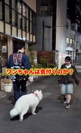 夜道を散歩する白い犬