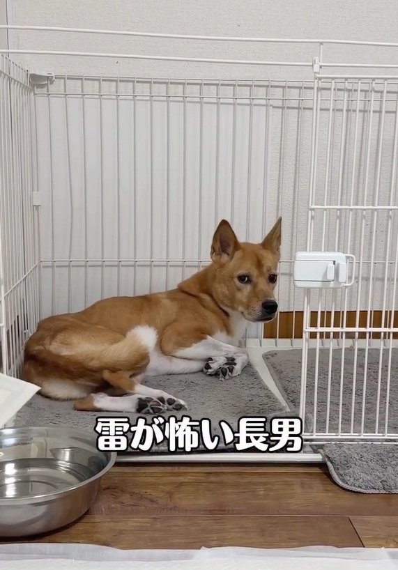 雷に怯える明智くん