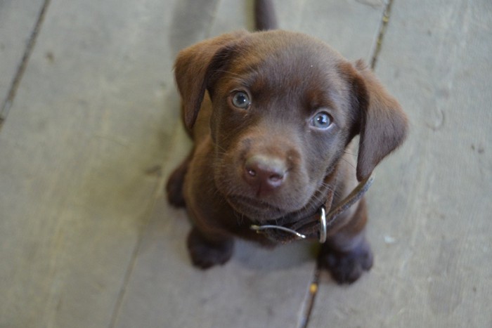 見上げる茶の垂れ耳の子犬