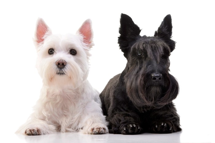 正面を見つめるスコティッシュ・テリアとウェスティ