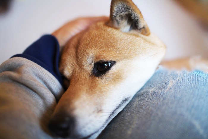 飼い主に甘える柴犬