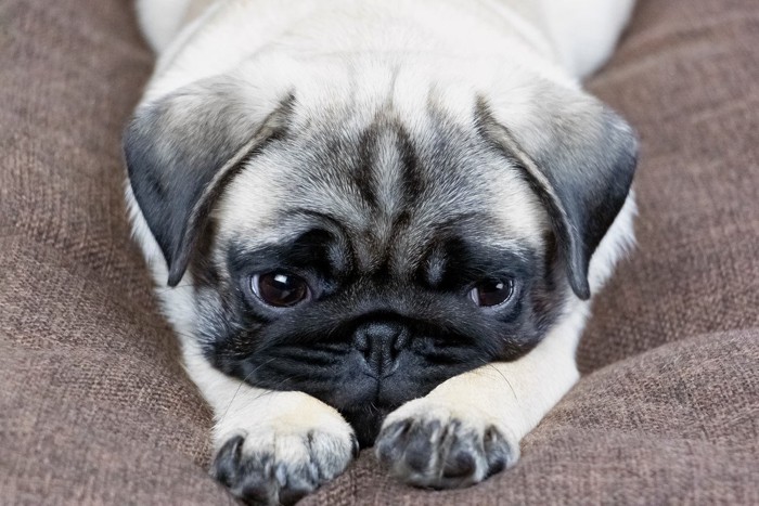 物憂げな表情の犬