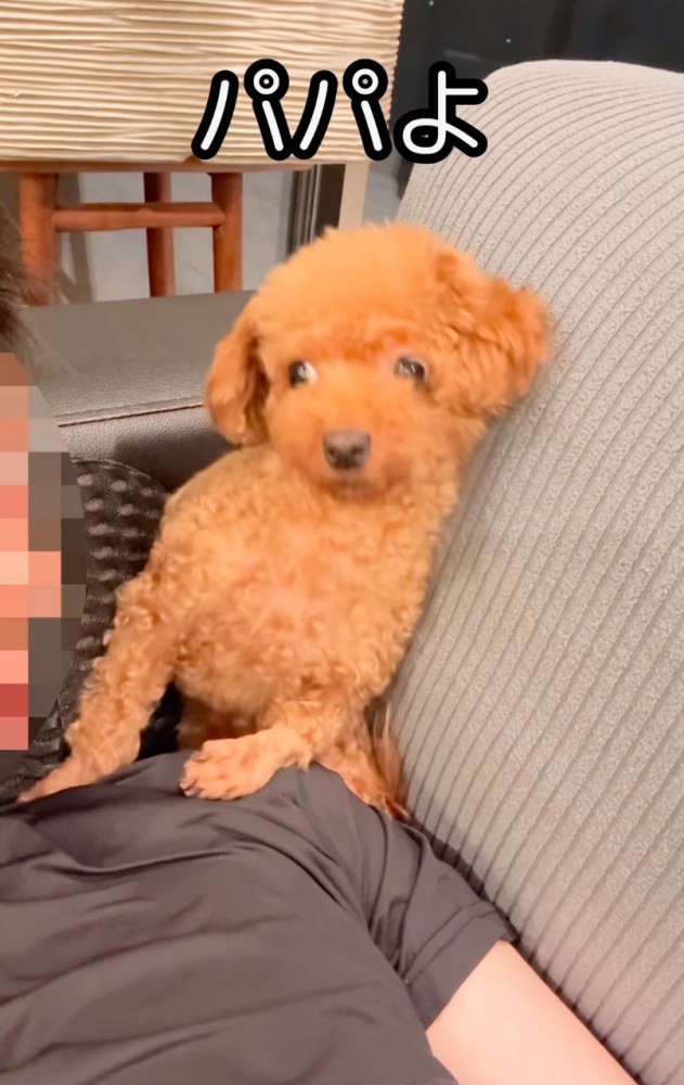 あからさまにドン引きする犬