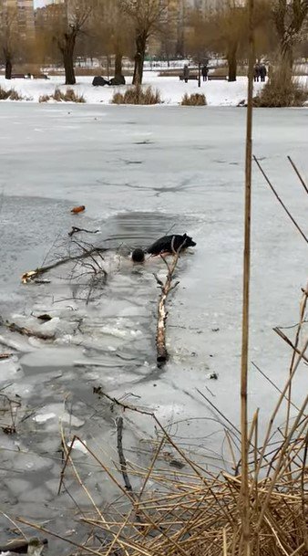 犬を押し上げる