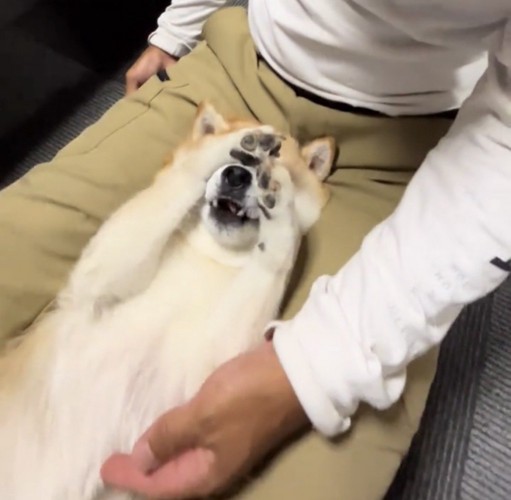 顔を前足で隠す犬