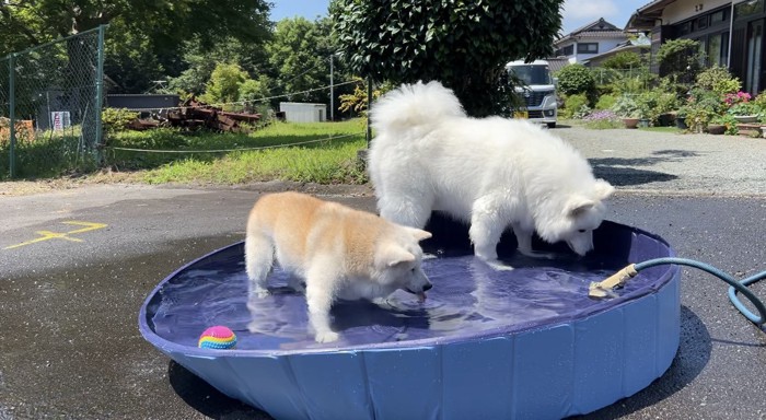 サモエド
