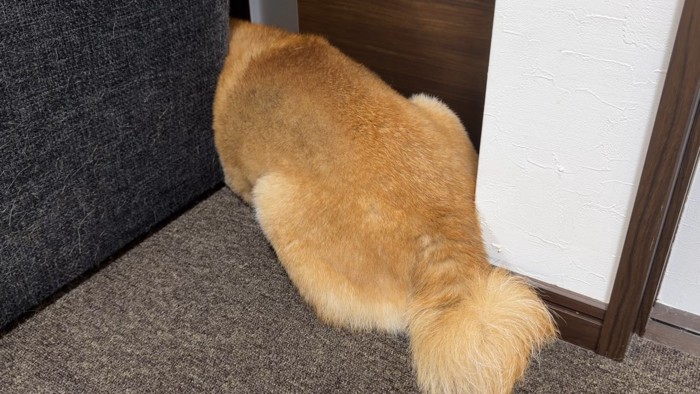 隠れて拒否