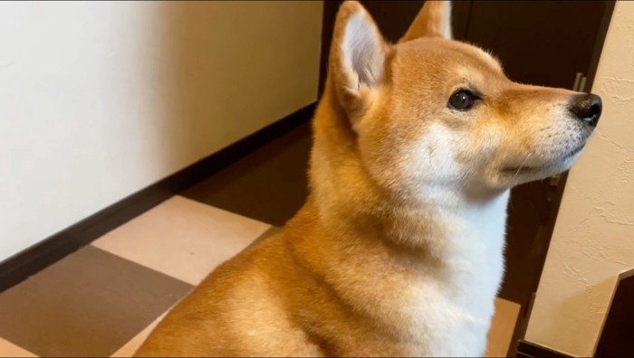 飼い主を階段下で待つ犬