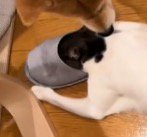 スリッパの中に頭を入れた猫