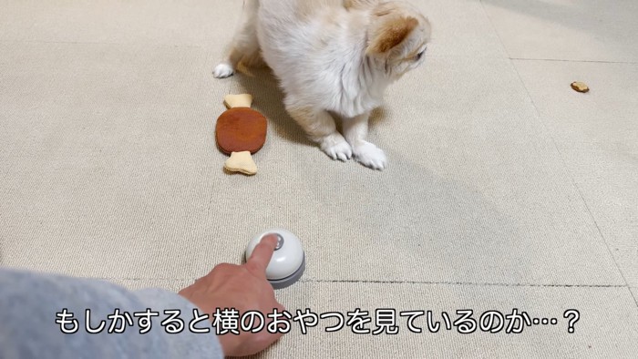 ベルを鳴らす飼い主と横を向く小型犬