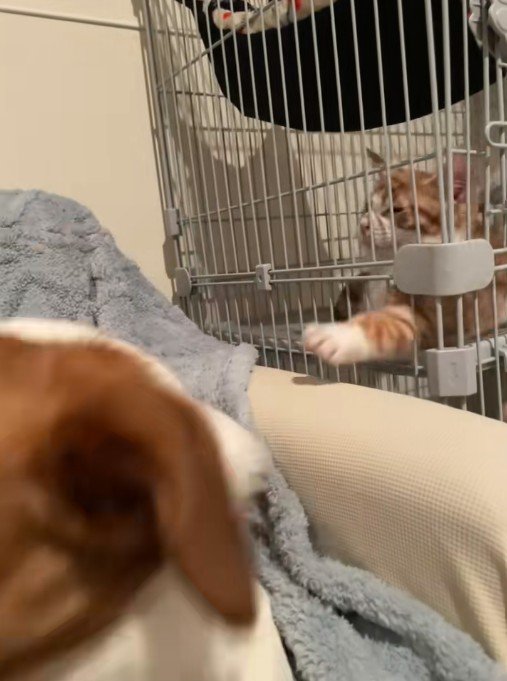 お手々を伸ばし続けるまめちゃん