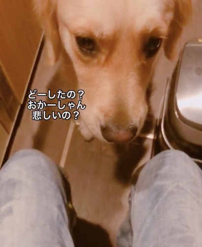 飼い主さんを心配するデイジーさん