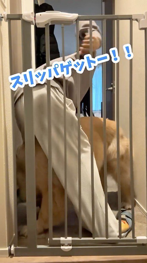 飼い主のスリッパを咥える犬
