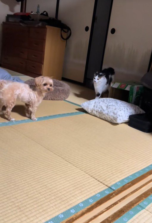 ビビちゃんを遊びに誘うイヴちゃん7