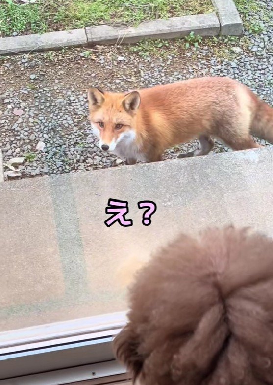 一球さんに気付いたキツネ