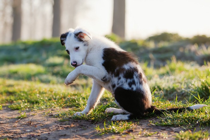座って足をなめる犬
