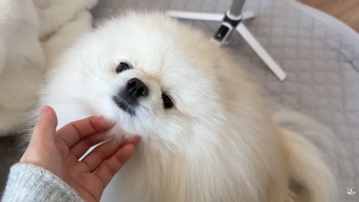 順番待ちしているポテチくん