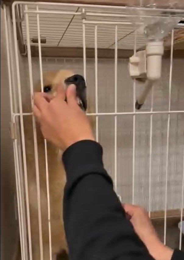 鼻を押し込まれるかやちゃん