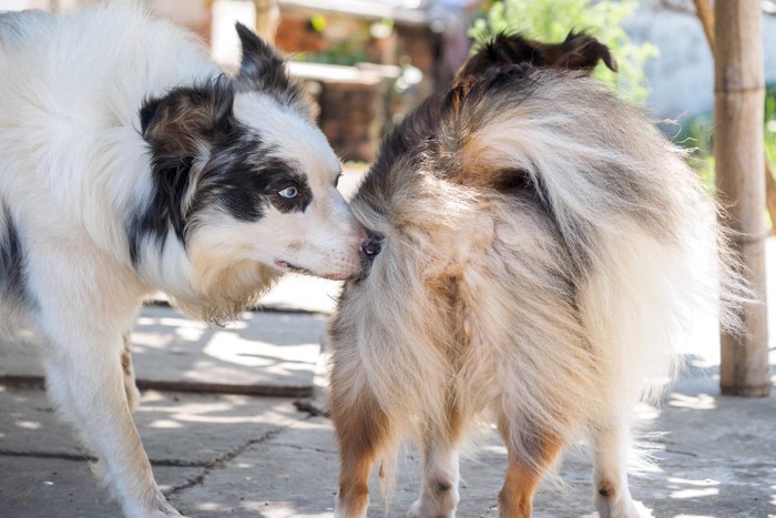 お尻のニオイを嗅ぐ犬