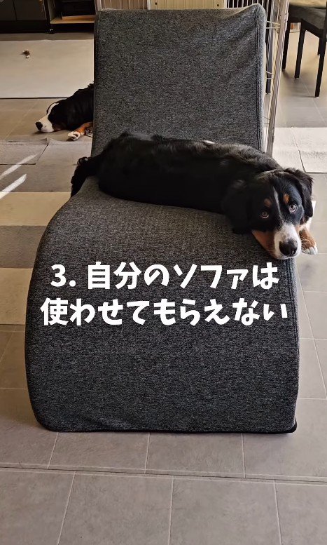 ソファを占領中！