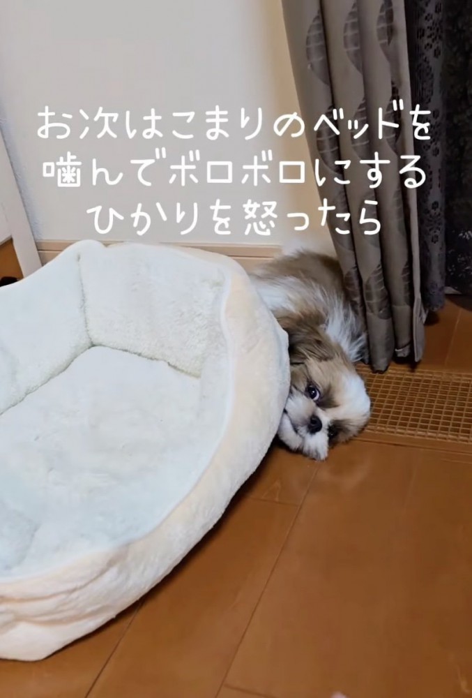 ベッドをいたずらする犬