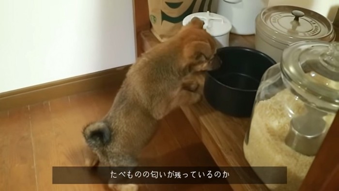 棚を見る犬