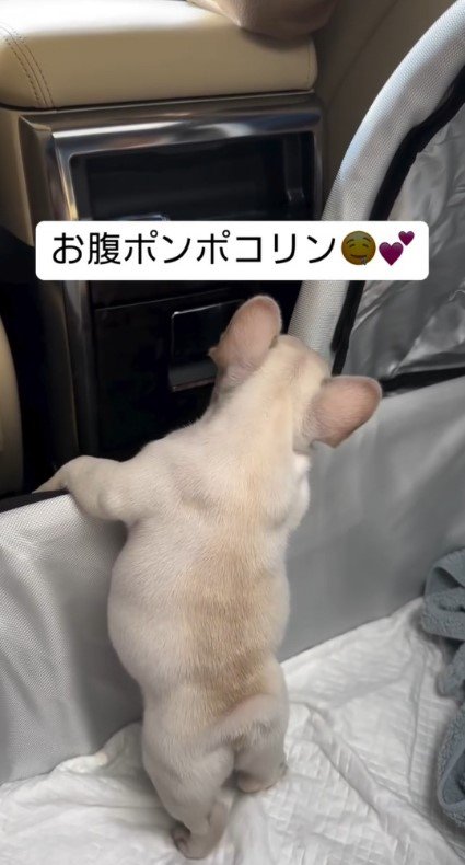 キャリーの縁で立ち上がる子犬6