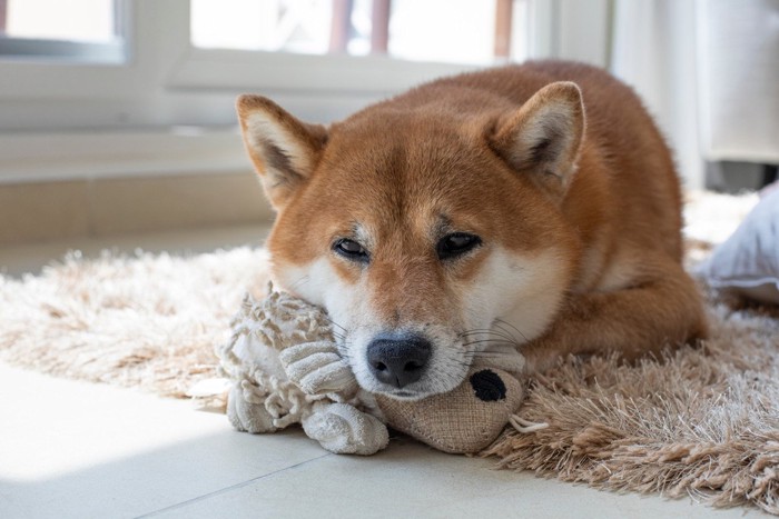 毛足の長いラグの上に柴犬