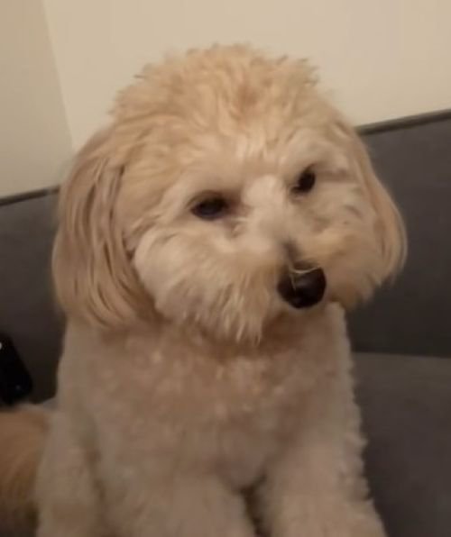 喧嘩仲裁中に眠くなるワンコ6