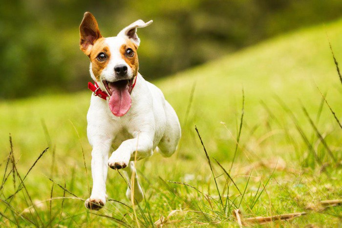 目を輝かせながら走る犬