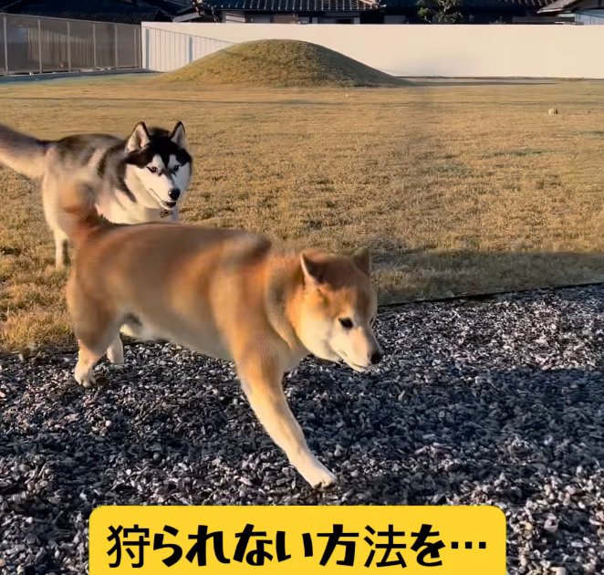 追いかけられる柴犬