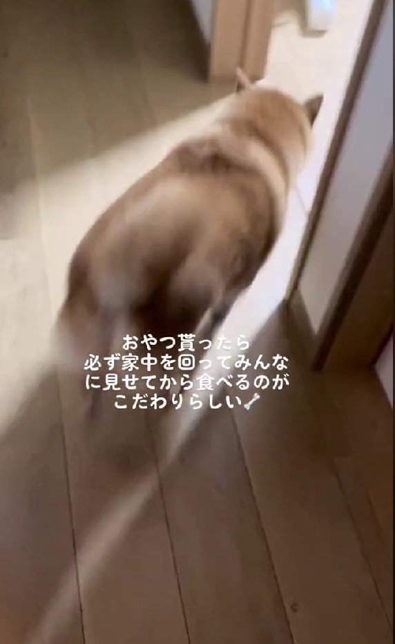 おやつを咥えたまま部屋の中へ