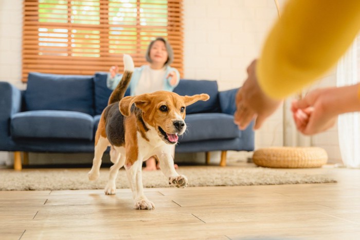 室内で遊ぶ犬