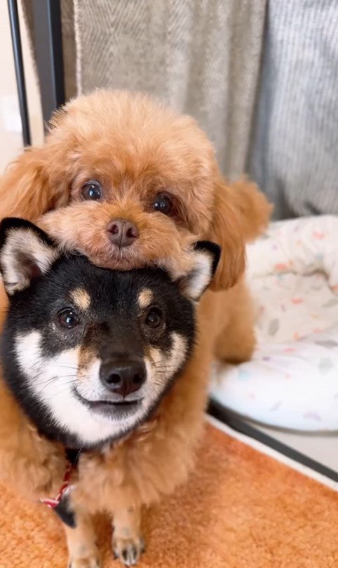 もっちゃん＆ふーちゃんのハウス⑩