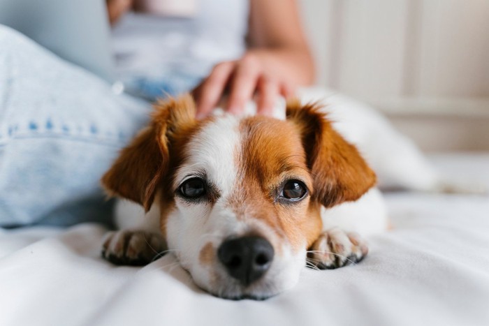 飼い主の隣で伏せる犬