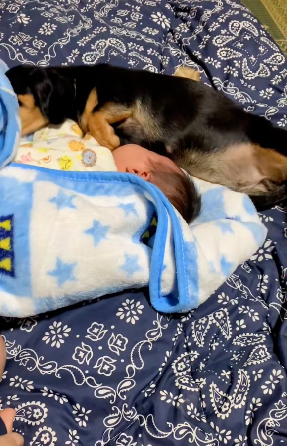 母乳をあげようとするワンコ