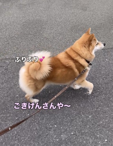 巻きしっぽを揺らして歩く犬