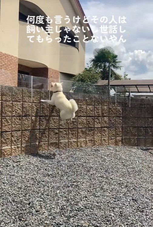 親戚のおじさんを見送るおもちちゃん2