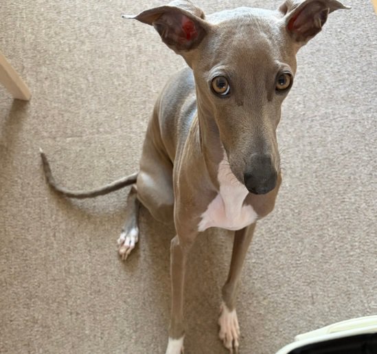 寂しそうなプットくん