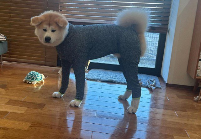 あからさまにショボーン