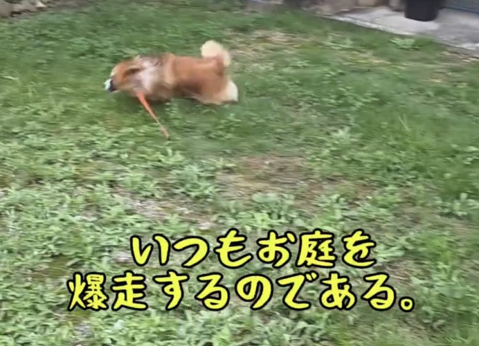 庭を勢いよく走る犬