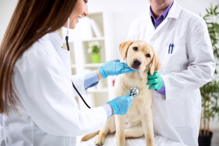 犬が食べてはいけないパンを食べたときの対処法