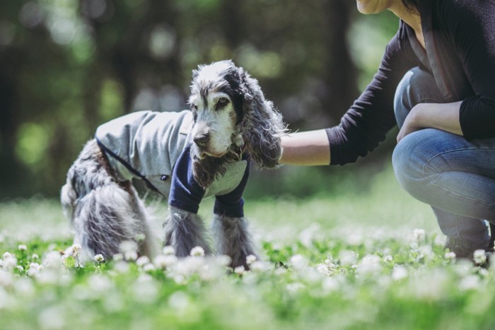 老犬と女性の手