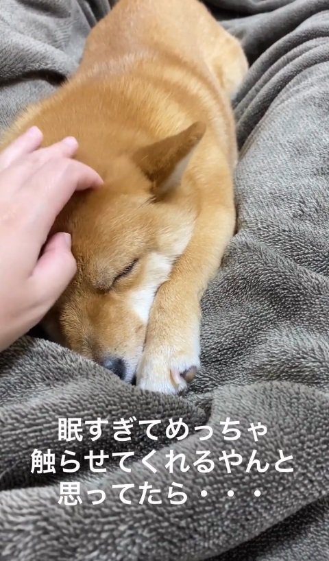 豆柴の「はな」ちゃん