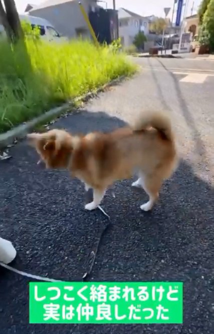 ブルブルするぽてとくん