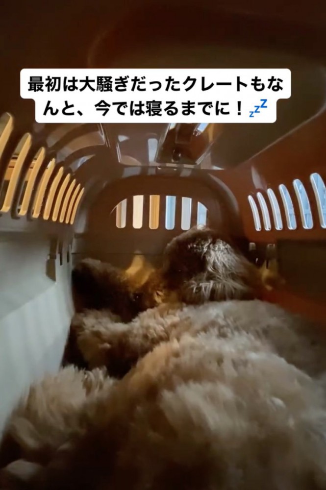 クレートで熟睡する犬