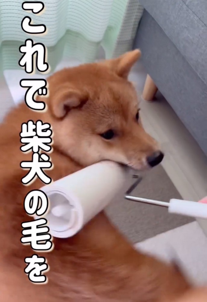 コロコロされる柴犬