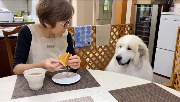 女性が持っているパンを見つめるオスの犬