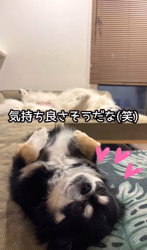 同じ格好で眠る小型犬と超大型犬